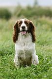 SPRINGER SPANIEL 094